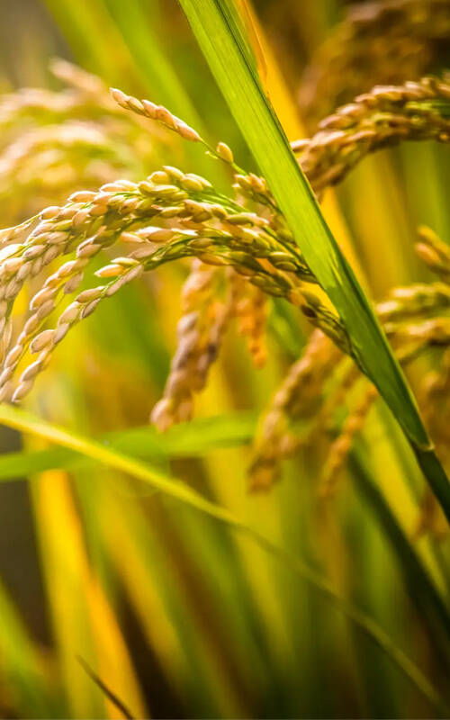 自動糧食包裝機